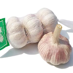 2019 new year fresh garlic is on sales
