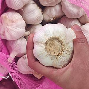 Fresh normal white garlic / Thailand garlic / big size garlic from China