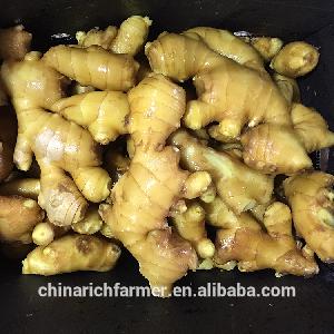  Chinese   fresh  ginger supplier provide bulk  fresh  ginger with competitive price