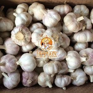 Hot sales Fresh normal White Garlic Red garlic Price for Ghana market