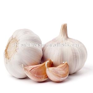 Competitive price Fresh garlic export to Ghana
