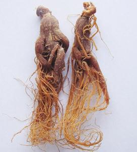Korean natural red ginseng korean ginseng