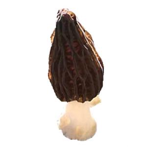 Factory Price Morel Mushroom Farm Black Morel Morel Mushroom Spawn