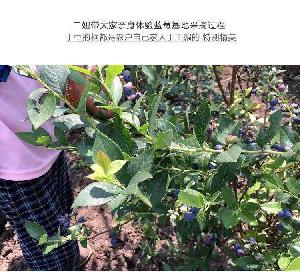 Factory price Freeze Dried Blueberry Blueberry Powder  Bulk  Blueberry Fruit Powder