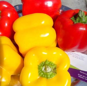 Fresh Bell pepper/ Capsicum from Vietnam - NHP Foods- Ngan Hoa Phat Co., Ltd