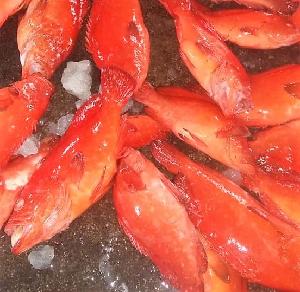 Red Grouper/Tomato Grouper/Chilled Seafood!