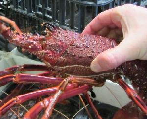 Live Lobsters/Fresh Chilled Lobster/Frozen Lobsters!