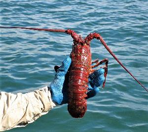 Live South American Spiny Lobsters/Live Lobsters/Seafood!