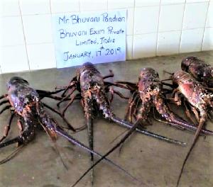Live Lobsters/Live Spiny Lobsters/Live Seafood!