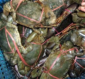 Green Mud Crab/Live Mud Crab/Red Crab/Seafood!