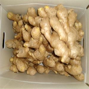  Fresh   ginger  exporter for  ginger  buyer importers of  ginger 