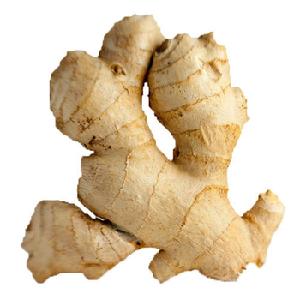 Ginger/Fresh Vegetables/Indian Ginger to Europe!