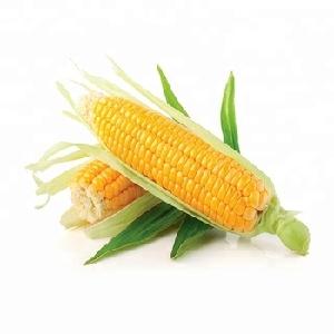 Non GMO Yellow Maize   Corn Supplier Good price