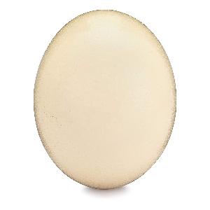 Fertile Ostrich Eggs
