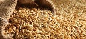 Barley Feed. Top Grade Quality