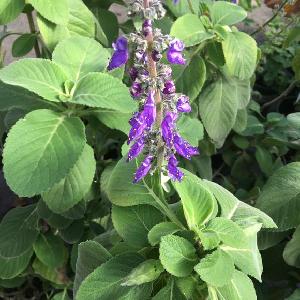 Plectranthus barbatus extract