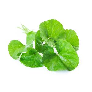 Gotu kola (Centella asiatica) extract & Jatamansi (Nardostachys grandiflora) radix extract