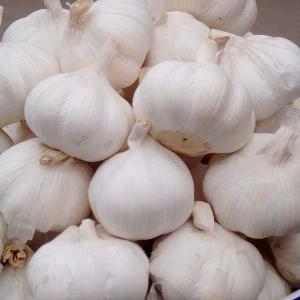 100% Pure Fresh White Garlic