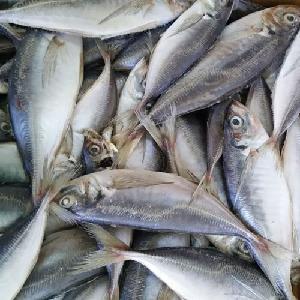 Sea  Fish  Best Seafood With  Fresh  Frozen  Mackerel   Fish  /  Pacific   Mackerel  at cheap rates