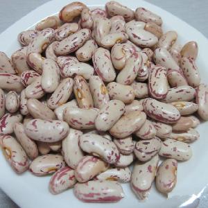 Light Speckled Kidney Beans dried broad & fava Navy beans Natural Organic Dried Ormosia Small Red bean