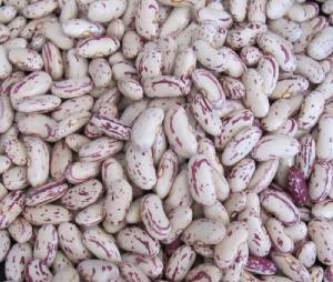 New crop best quality beans dry pinto beans light speckled kidney bean LSKB Sugar