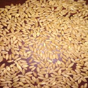 Non GMO Milling Wheat Grain / Soft Milling Animal Feed Wheat Grain Available