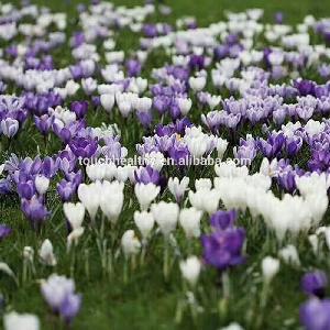 2018 supply Saffron Bulbs flower bulbs