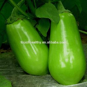 Touchhealthy supply spring open field and summer crop production hybrid eggplant seeds 10gram/bags