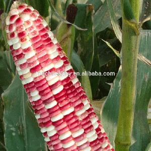 Touchhealthy supply not late harvest. Ear neat full hybrid white sweet corn seeds 500gram/bags