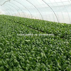 Touchhealthy supply hybrid f1 rape seed for planting, good quality hot sale hybrid vegetable seed