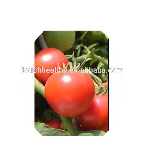 Touchhealthy supply Stock quality chinese vegetable seed/f1 hybrid tomato seeds THS360 WITH 1000 seeds/Bag