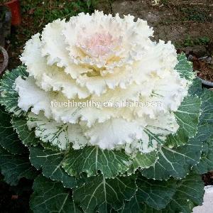 Attractive anglin seeds mixed Bulk flower seeds 1000seeds/bags