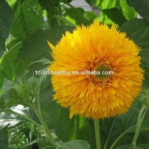 Touchhealthy supply Beautiful flower sunflower seed for planting 250gram/bags
