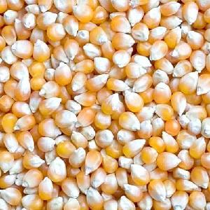 White/Yellow/Red CORN