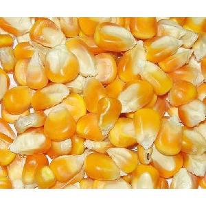 Natural Yellow Corn /Maize For Animal Feed Indian
