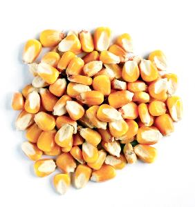 Bulk Stock Yellow Corn Maize for Animal feed at Discount Price