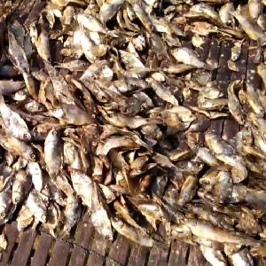100% Dry Stock Fish / Norway Dried Stockfish by Spinel Company Limited.  Supplier from Thailand. Product Id 1324058.