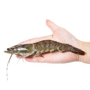 Vannamei Cooked PD Frozen Shrimp