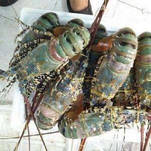 Fresh LOBSTERS/ Green Lobsters/ Live Rock Lobsters