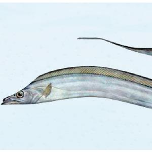 Hairtail fish in malay