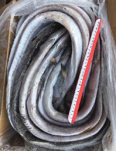 Whole Sale Frozen Horse Mackerel,Salmon , Ribbon Fish ,Eel ,Sea Bass Globefish and Tuna Fish