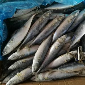 fresh wr frozen carton mackerel fish