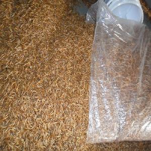 Yellow dried mealworms