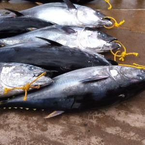 Seafood  Frozen   Whole   Round   Bonito   Tuna  Fish Skipjack