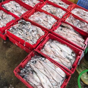 Sea Food Frozen Squid