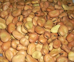 European Dried Broad beans, Fava Beans Kidney beans