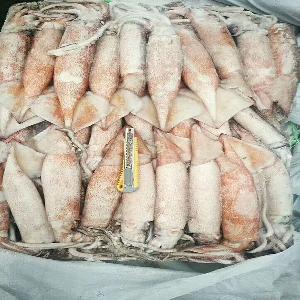 300-400 frozen Todarodes Squid