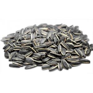 Organic  bakery   Sunflower   Kernel  for Oil