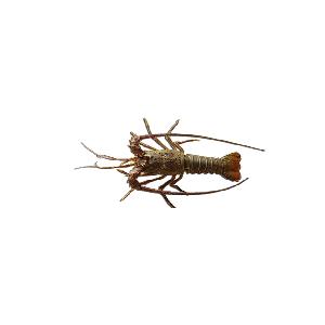 royal spiny lobster (panulirus regius)