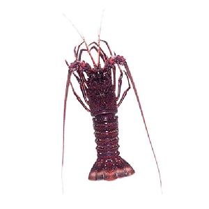 banded spiny lobster (panulirus marginatus)